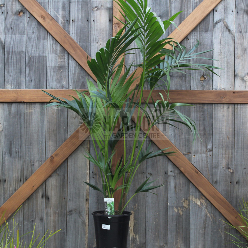 Howea forsterana 240 mm