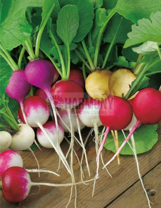 MRF RADISH Easter Egg Mix