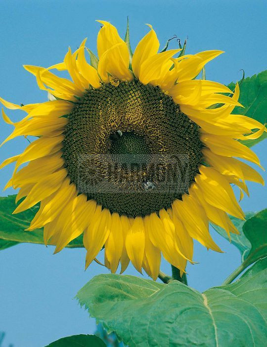 MRF SUNFLOWER Giant Single