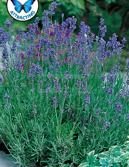 MRF LAVENDER English Dwarf