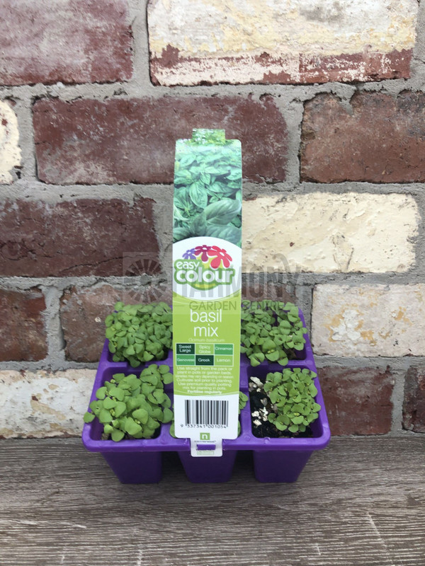 Basil Combo Pack Each