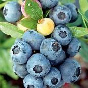Vaccinium Sunshine Blue 140 mm