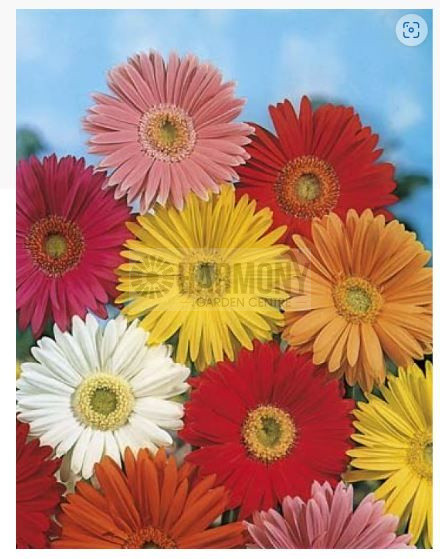 MRF GERBERA African Daisy