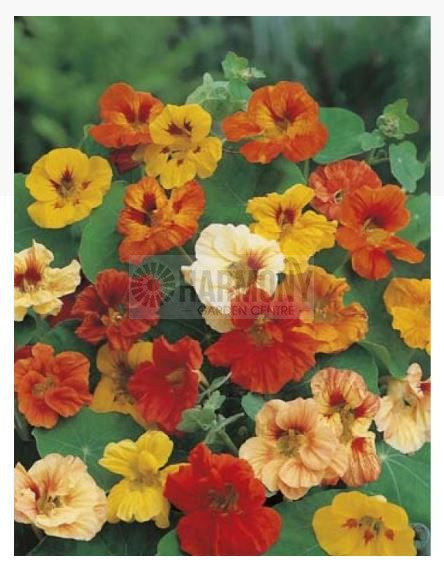 MRF NASTURTIUM Jewel