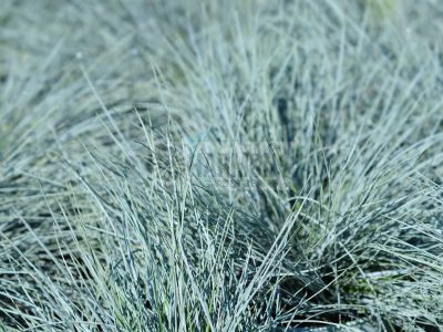 Festuca 'Beyond Blue' 140 mm