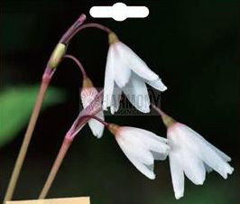 Leucojum 'Snowflakes' 2Pk