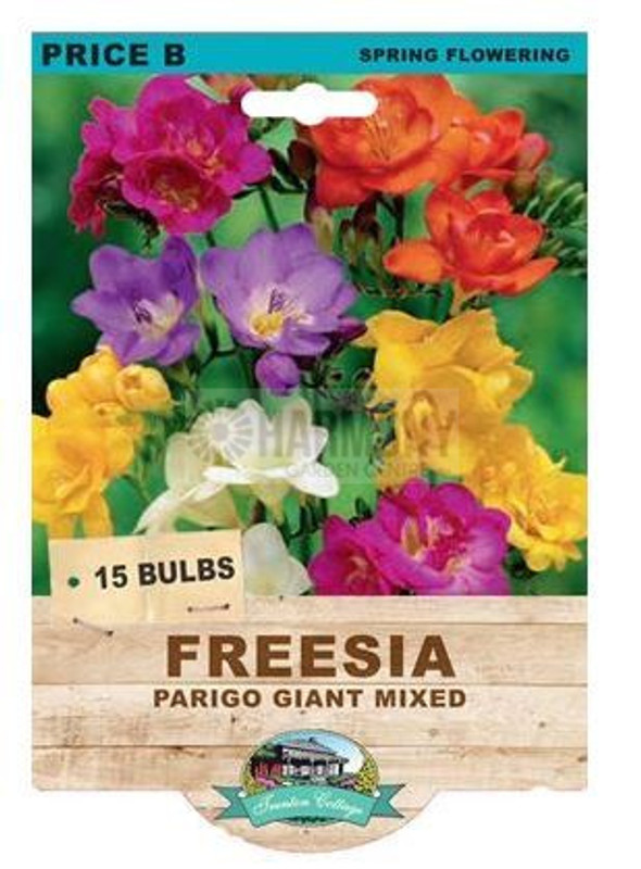 Freesia 'Parigo Mix' Pk15