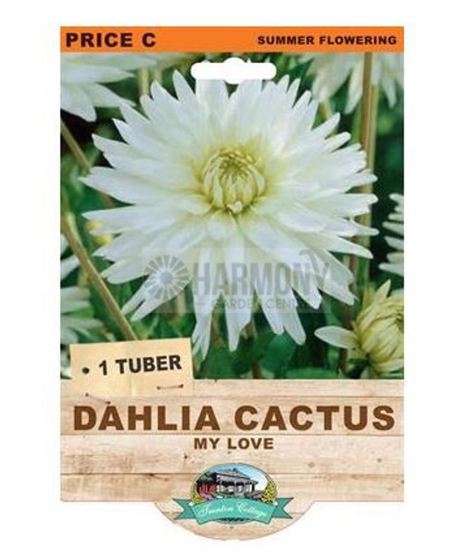 Dahlia 'My Love' Packet