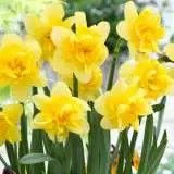Daffodil 'Safina' pk 4 Bulb