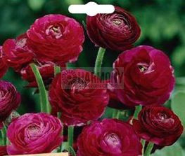 Ranunculi 'Trenton Black' 20Pk Packet