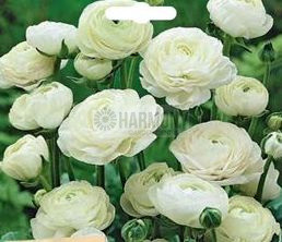 Ranunculi 'Trenton White' 20Pk Packet