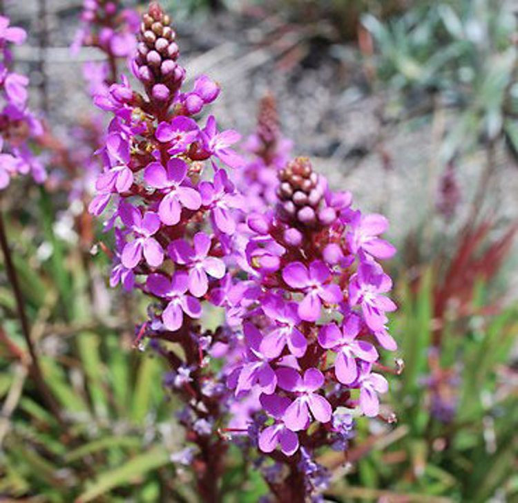 Stylidium graminifolium 50 mm