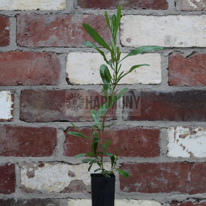 Dodonaea viscosa 50 mm