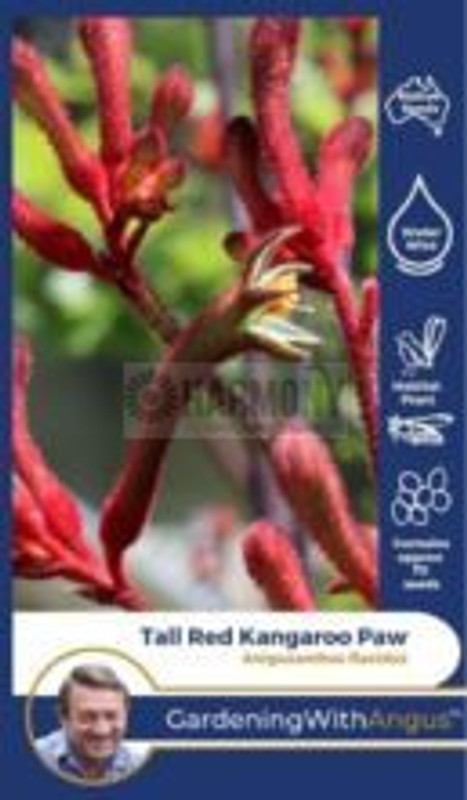 Gwa - Tall Red Kangaroow Paw Gwa - Tall Red Kangaroow Paw