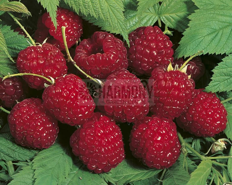 Rubus Idaeus 'Lloyd George' 10
