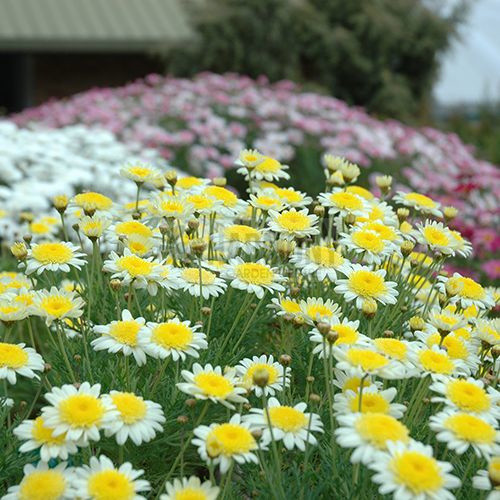 Argyranthemum 'Sunny Days' 140 mm
