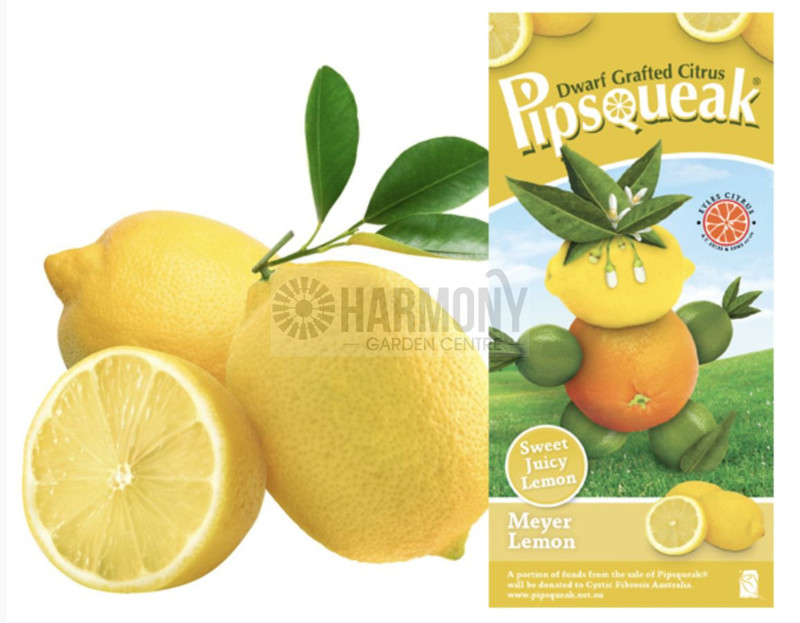 Citrus Meyer Dwarf Lemon 165 mm