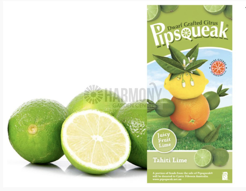 Citrus x aurantiifolia 'Dwarf 165 mm