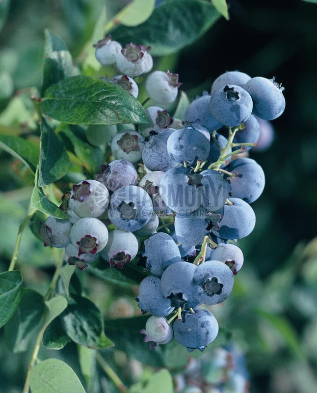 Vaccinium 'Vitality' 140 mm