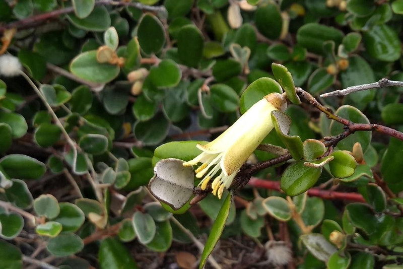 Correa backhousiana prostrate 50 mm