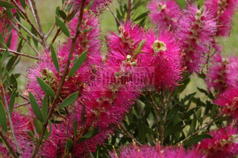 Callistemon 'Purple Splendour' 50 mm