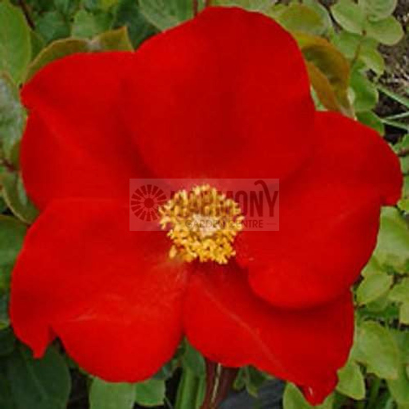 Rosa 'Altissimo' Climbing Bare rooted