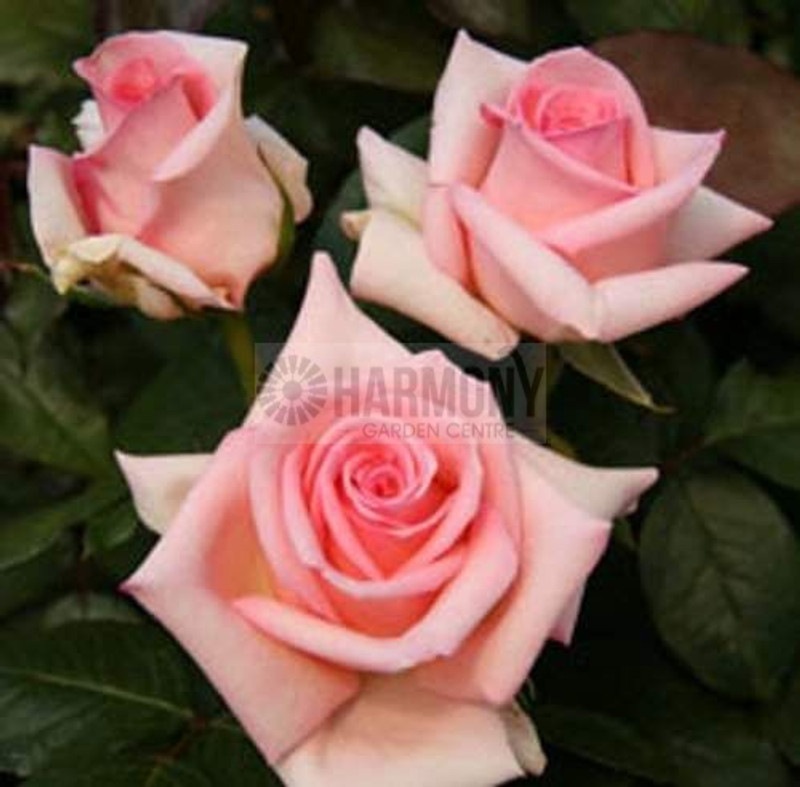 Rosa 'Cinderella' Climber 200 mm (1113393) 200 mm