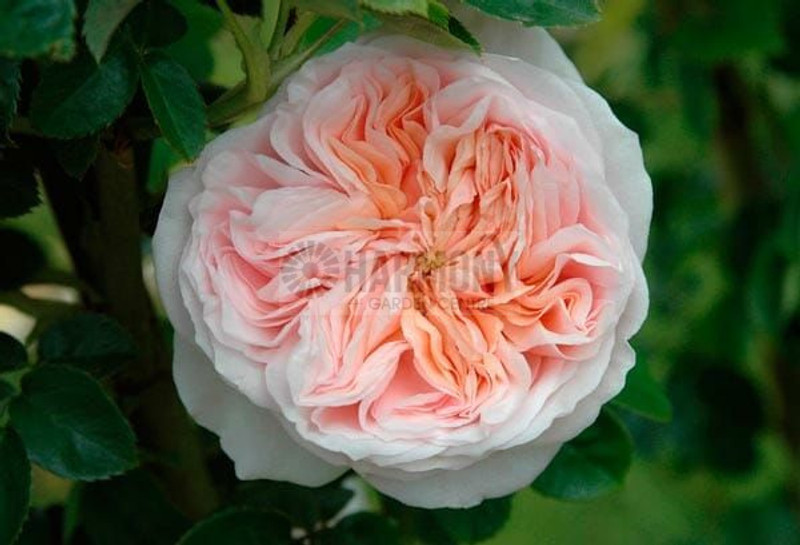 Rosa 'Claire Rose' Bare rooted