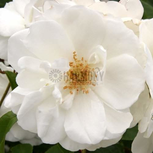 Rosa 'Climbing Iceberg' 200 mm (6109) 200 mm