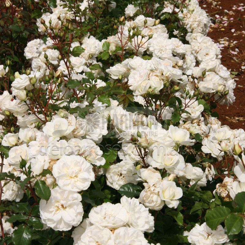 Rosa 'Make A Wish' Bare rooted