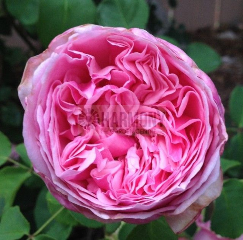 Rosa 'Pretty Jessica' Bare rooted