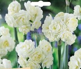 Jonquil 'Erlicheer' 16Pack