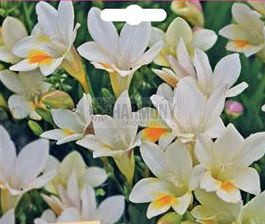 Freesia 'Grandma's Favourites'
