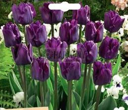 Tulip 'Saigon' 8pk