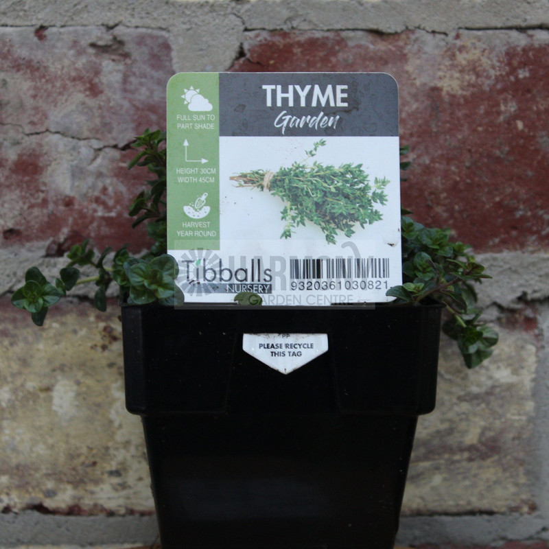 HH Thyme
