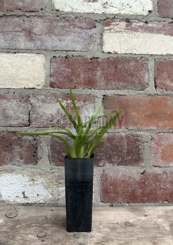 Dianella tasmanica 50 mm (1122357) 50 mm