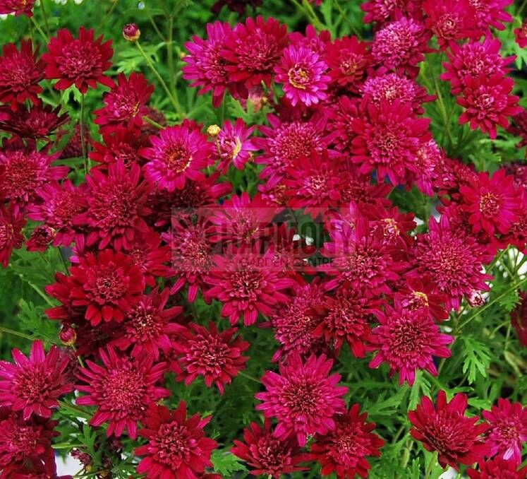 Argyranthemum maidera 'Double 125 mm