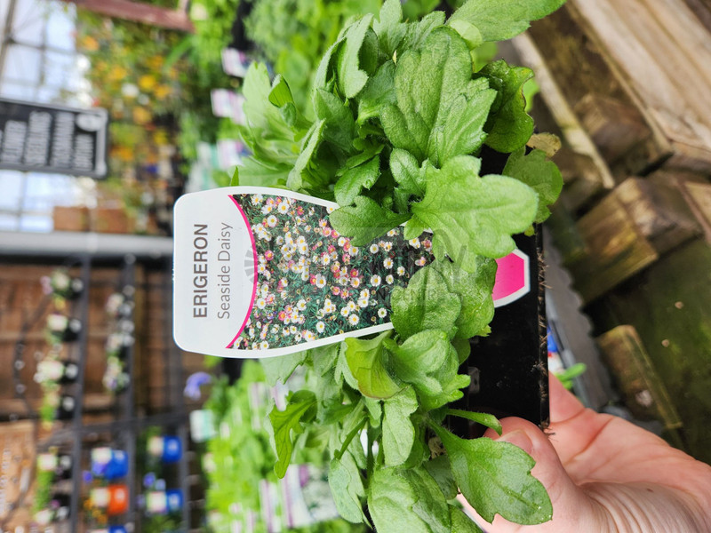 Flower Punnet - Premium Eriger Punnet