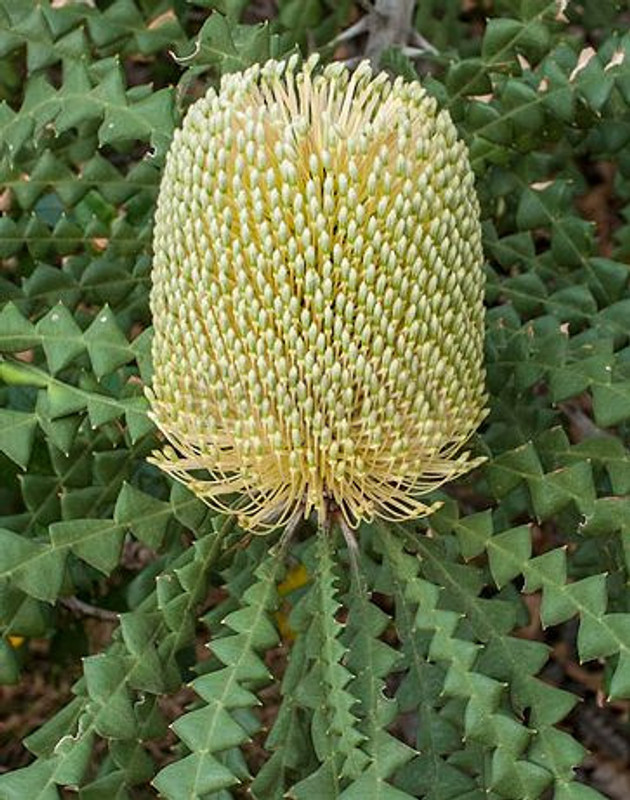 Banksia speciosa 140 mm