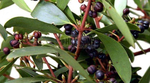 Tasmannia lanceolata- Female 200 mm
