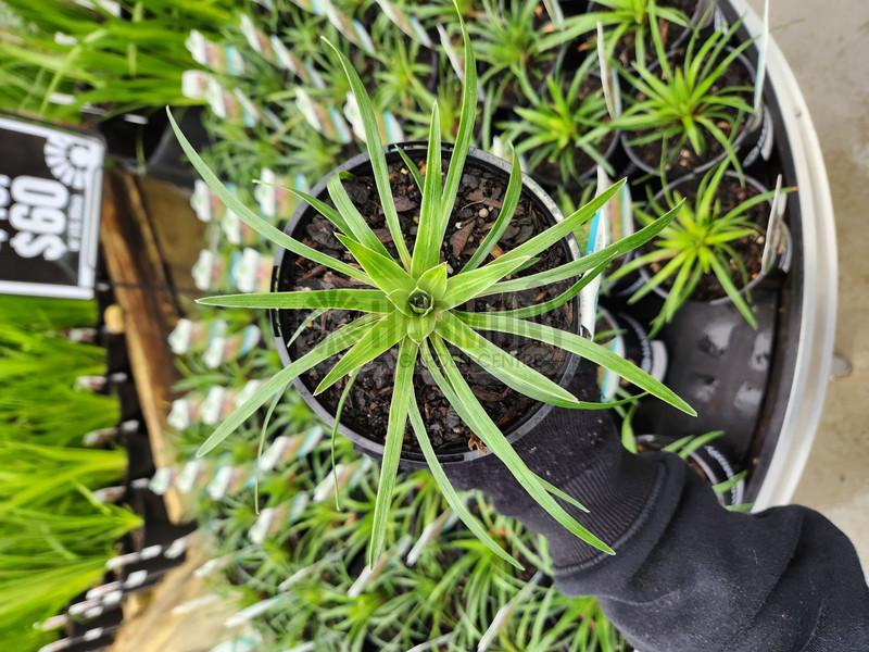 Stylidium armeria 'Raptor Pink 125 mm