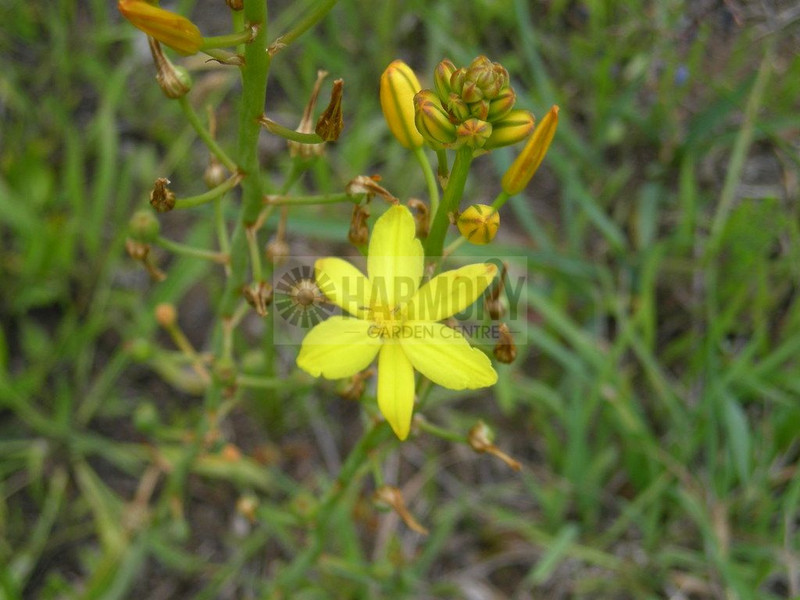 Bulbine bulbosa 50 mm