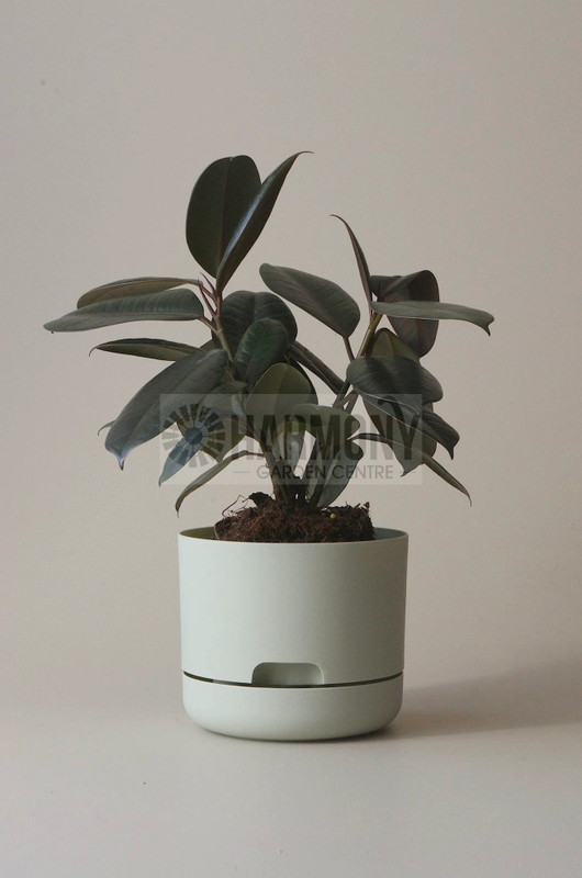 Mr Kitly Selfwatering Pot 170m Fog
