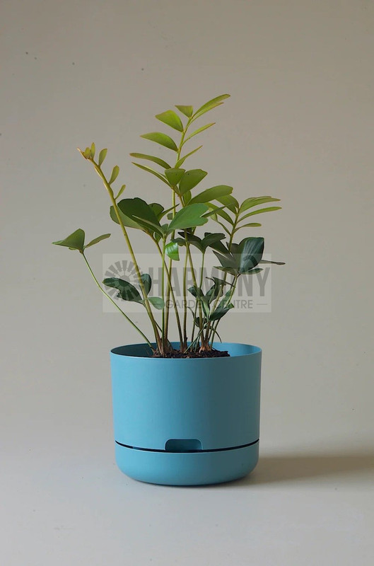 Mr Kitly Selfwatering Pot 215m Pond Blue