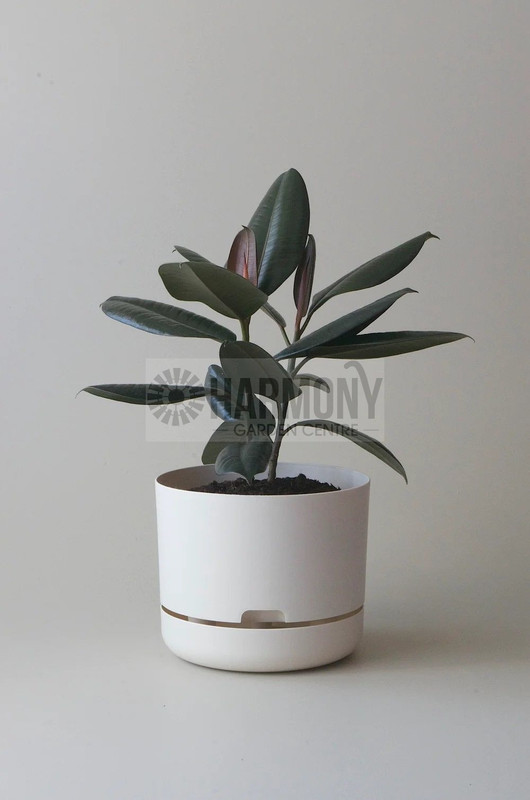 Mr Kitly Selfwatering Pot 250m White Linen