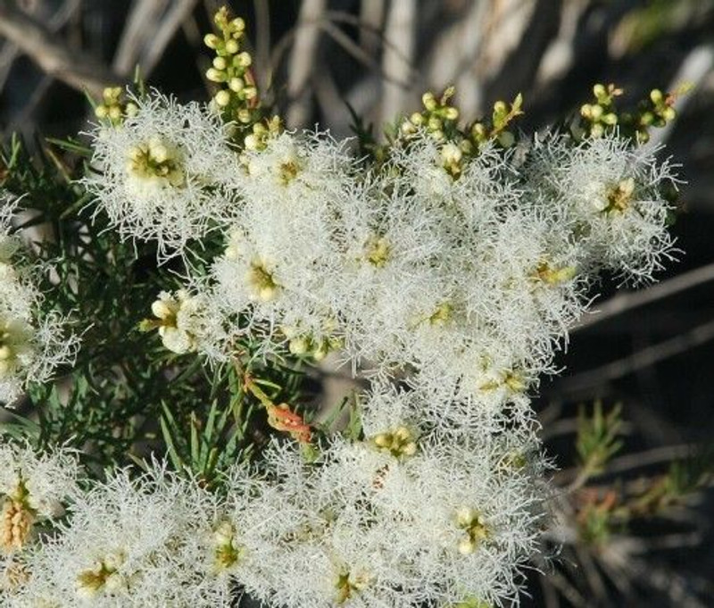 Melaleuca alternifolia 50 mm