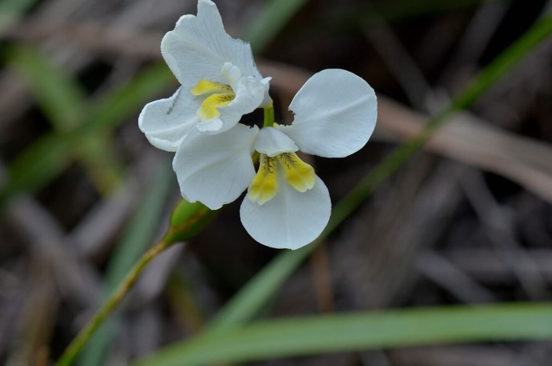 Diplarrena moraea 50 mm