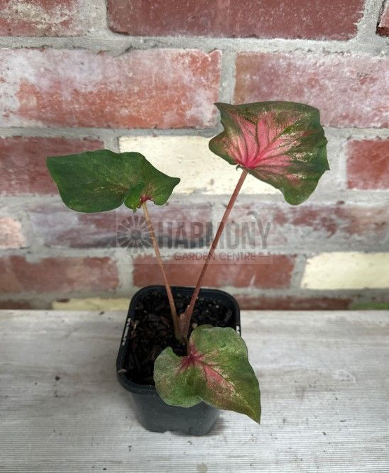 Caladium Flamingo 95 mm