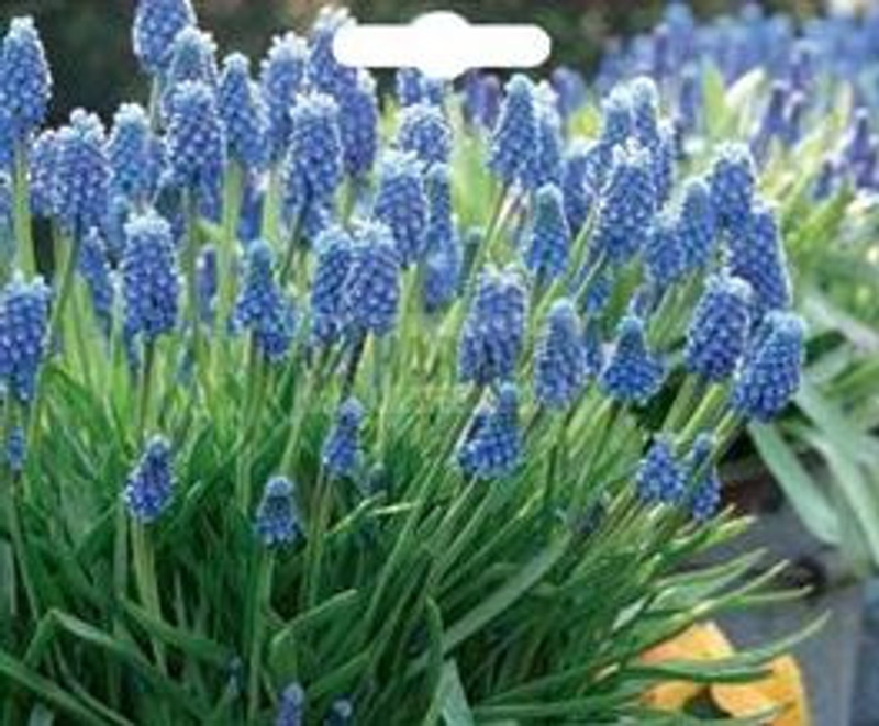 Grape Hyacinth Blue 12Pk