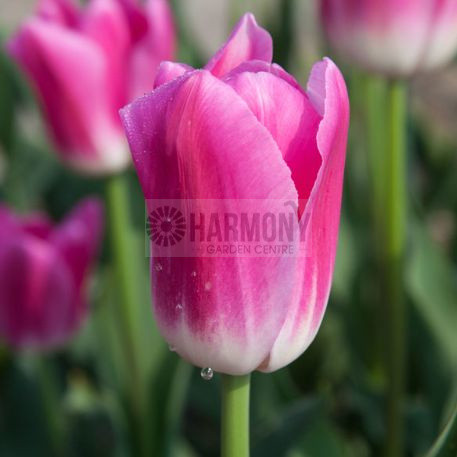 Tulip 'Royal Ten' 3Pk